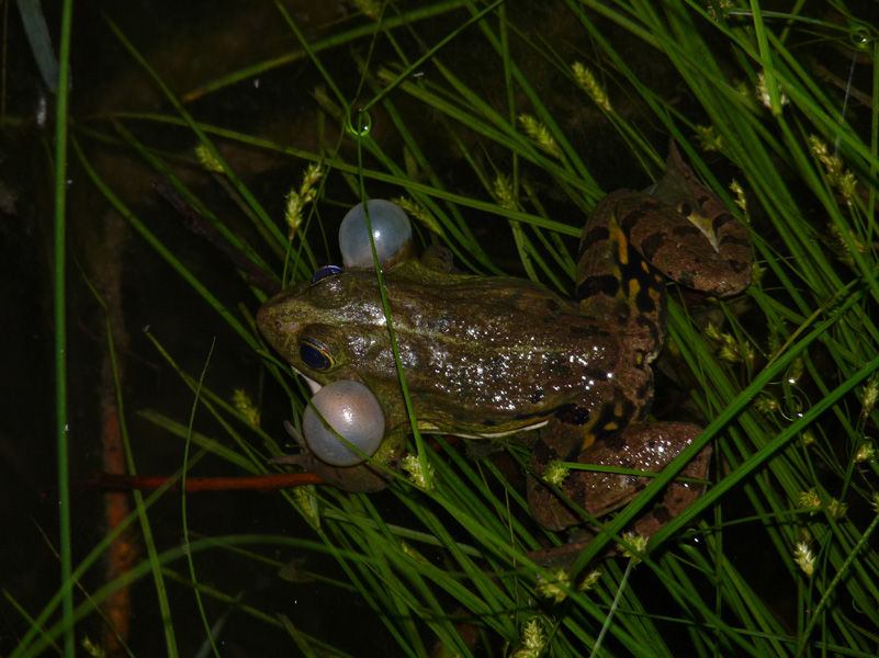 rana gracidante - Pelophylax kl. esculentus